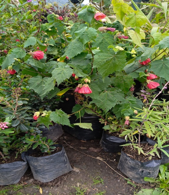 transformando-espacios-verdes-en-bogota